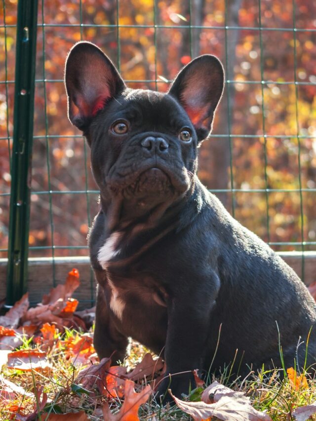 french bulldog facts, french bulldog information, french bulldog details, frech bulldog trivia, french bulldog data