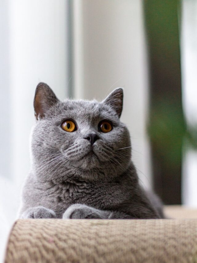 british shorthair cat, british shorthair facts, british shorthair personality, british shorthair adaptability, british shorthair grooming, british shorthair health, british shorthair intelligence, british shorthair colors