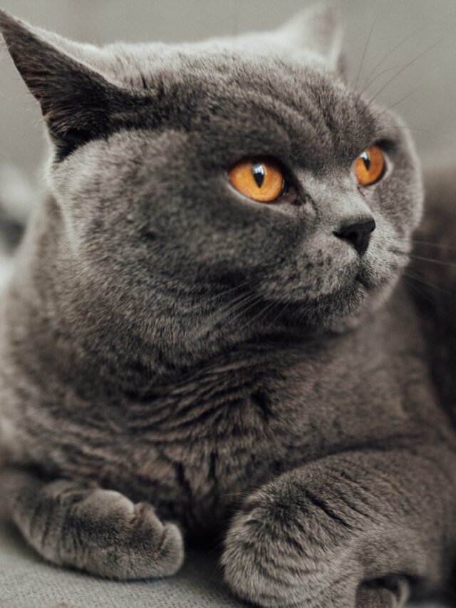 british shorthair chinchilla facts, chinchilla cat information, chinchilla cat details, british shorthair cat traits, british shorthair cat description