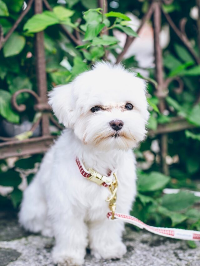 Maltese dog facts, Maltese breed characteristics, Fun facts about Maltese, Maltese dog care, Maltese puppies, Maltese dog history, Maltese dog personality, Maltese dog traits, Maltese dog grooming, Best food for Maltese dog