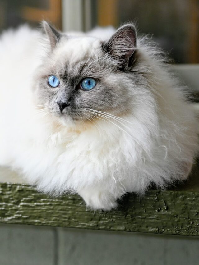 ragdoll hypoallergenic, ragdoll cat allergies, ragdoll cat allergy friendly, ragdoll non allergenic, cat breed allergies