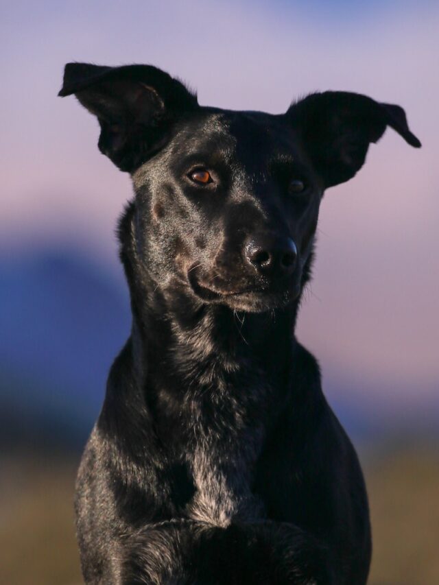 Dog rolling, scent masking, territorial marking, itch relief, self-care, cooling off, sensory delight, excessive rolling, canine quirks, human-canine bond, canine nature, continuous learning,