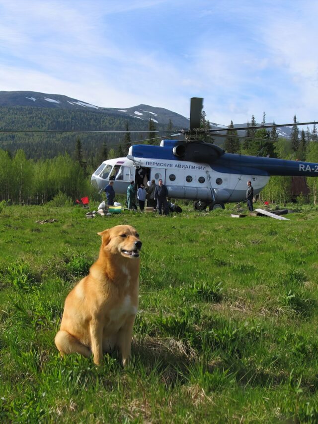 flying with dogs tips, dog air travel, airline pet policy, dog flight anxiety, dog travel crate, travel dog food