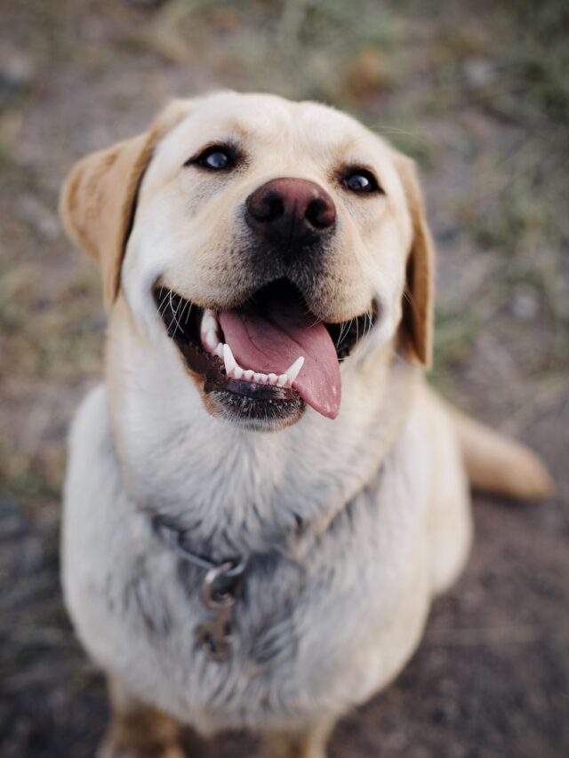 labrador retriever facts, labrador retriever trivia, labrador retriever information, labrador retriever quick facts, labrador retriever details