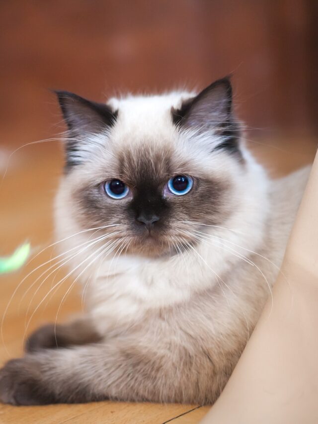 ragdoll cat facts, facts about ragdoll cats, ragdoll cat information, ragdoll cat breed facts, ragdoll cat details