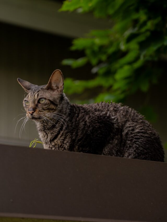 low shedding cats, cats that dont shed, allergy friendly cats, no shed breeds, cornish rex, siamese, oriental shorthair, sphynx, russian blue, devon rex, bengal cat