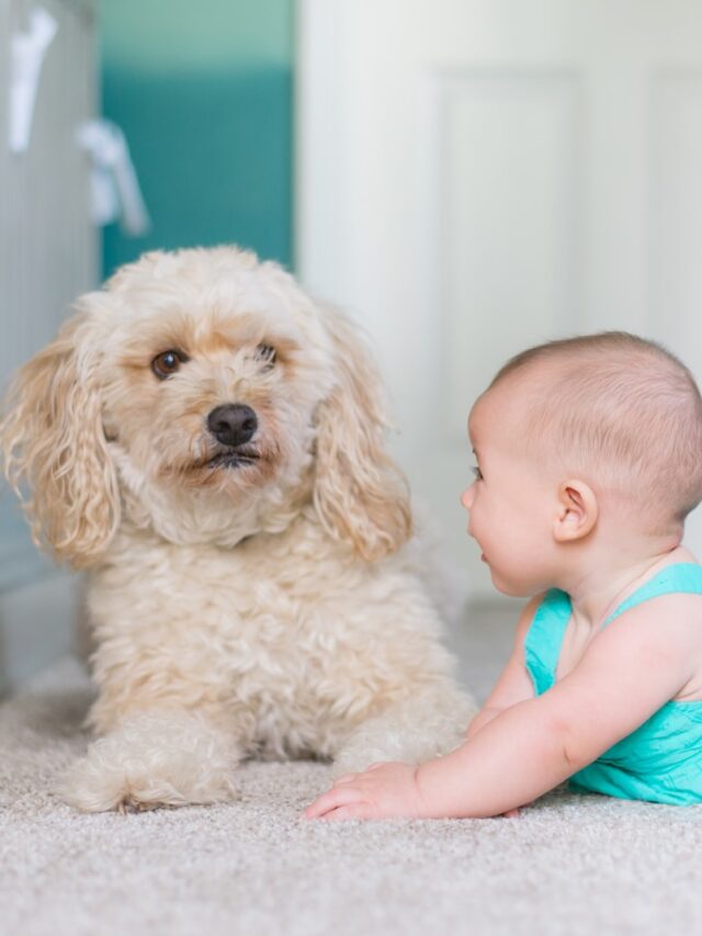 dogs with babies, dogs good with babies, dogs bad with babies, baby and dog safety, dogs and small children