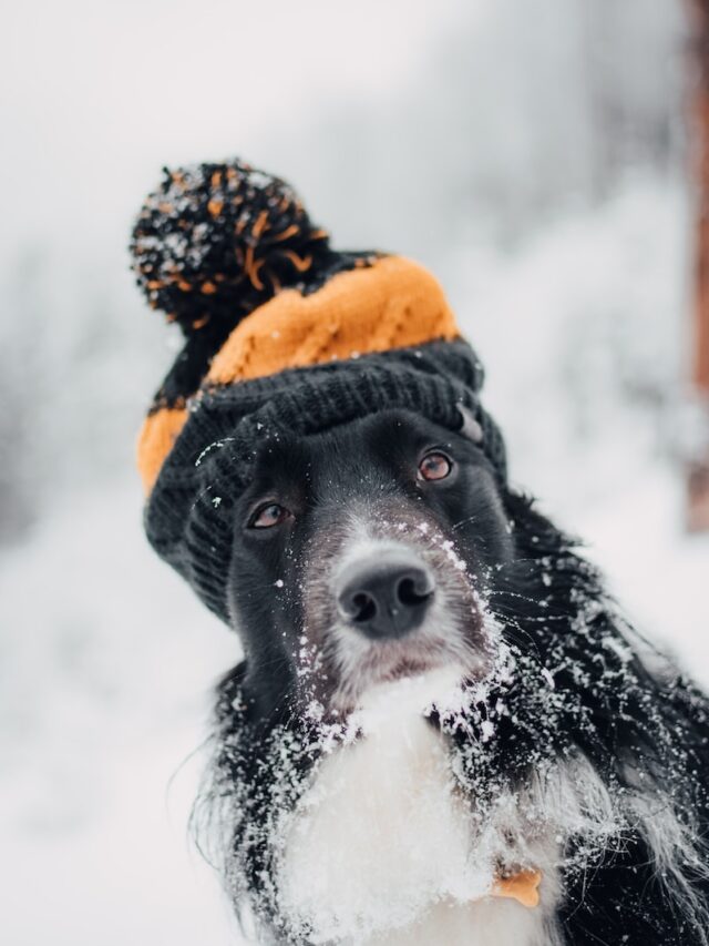 best dogs for winter, cold weather dog breeds, dogs for snow, cold climate dogs, winter dog breeds, dogs that love cold weather