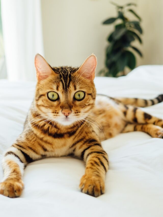 toyger cat facts, toyger cat information, toyger cat details, toyger cat description, toyger cat traits