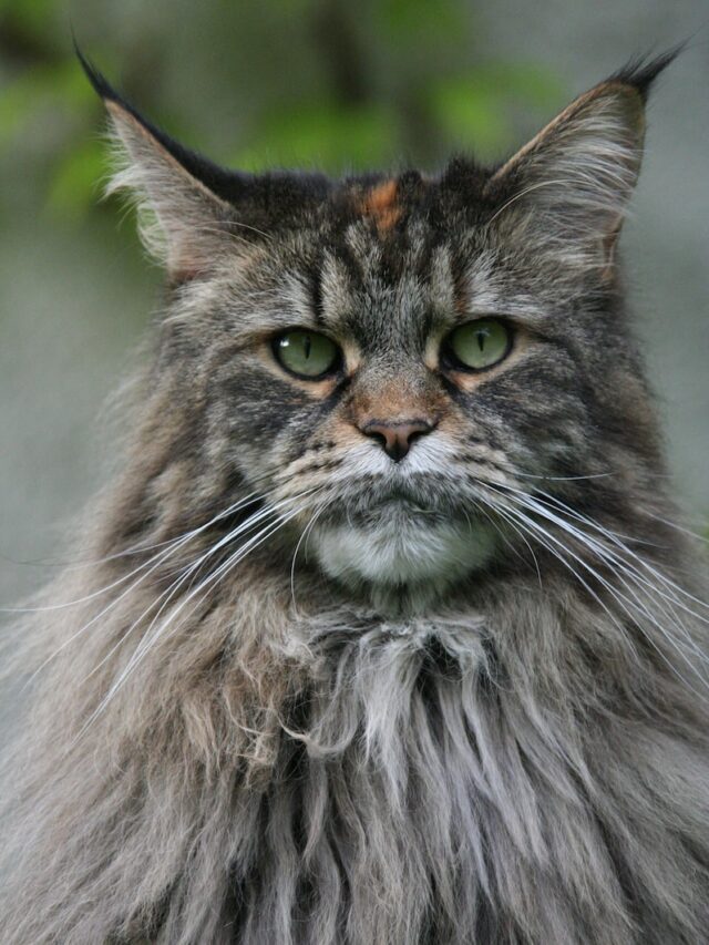 maine coon vs cat, maine coon differences, maine coon size, maine coon coat, maine coon personality, maine coon intelligence, maine coon health