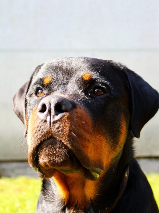 rottweiler names,cute rottweiler names, unique rottweiler names, best rottweiler names, rottweiler dog names