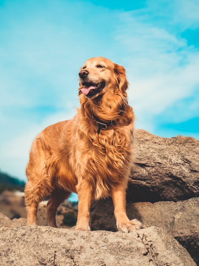 golden retriever facts, golden retriever trivia, golden retriever information, golden retriever quick facts, golden retriever details