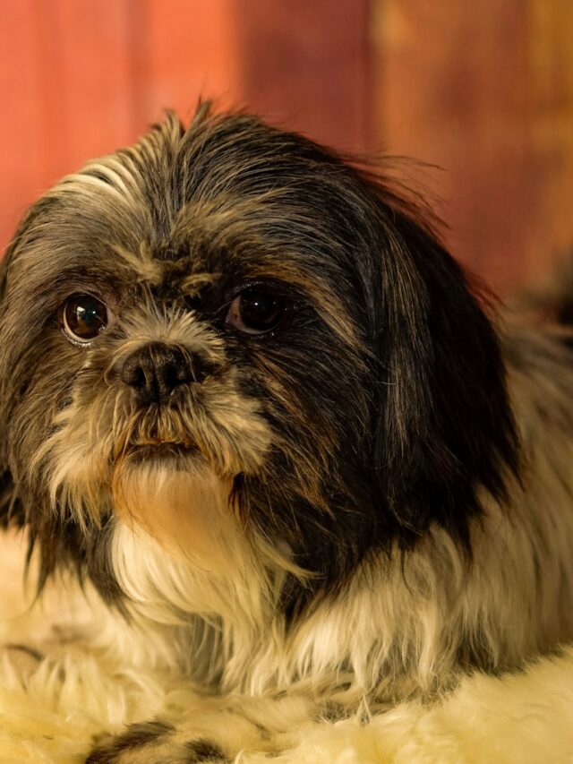 shih tzu facts, shih tzu information, shih tzu trivia, shih tzu details, shih tzu quick facts