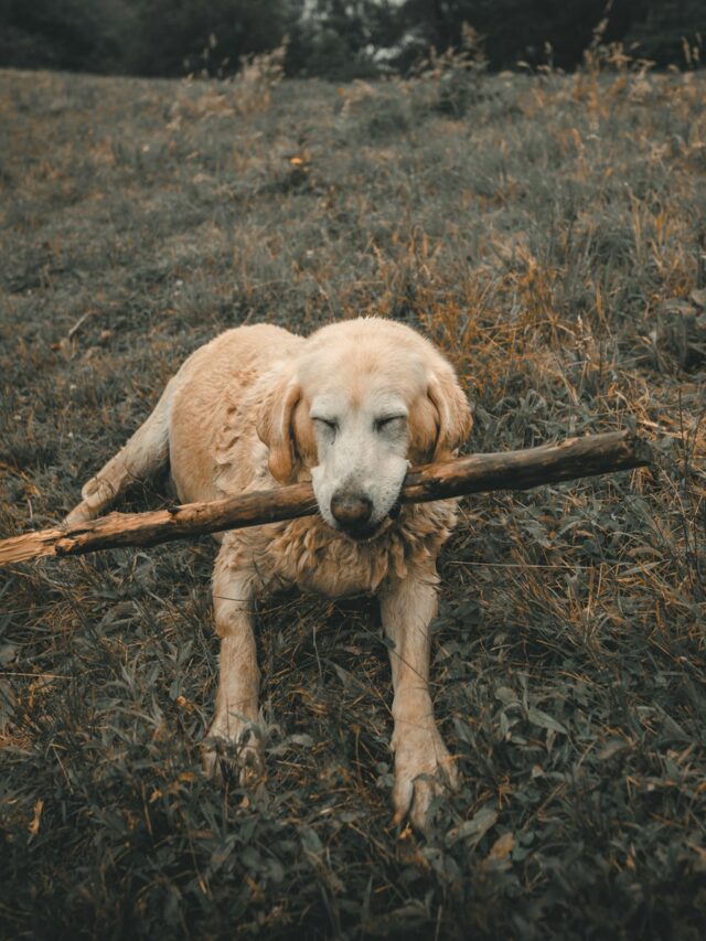 teach dog to fetch, dog fetch training, dog retrieve training, playing fetch with dog, how to play fetch dog