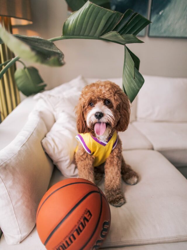 apartment dogs, small space dogs, dogs in apartments, apartment pets, apartment dog exercise