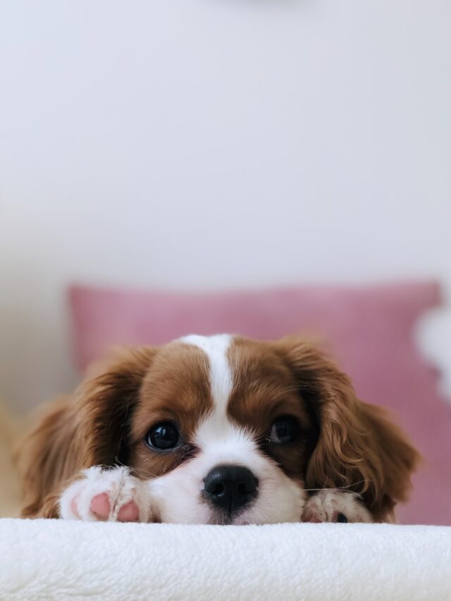 Dog Rolling, Scent Marking, Territorial Marking, Itch Relief, Self-Care, Cooling Off, Sensory Pleasure, Rolling Behavior, Excessive Rolling, Canine Quirks, Human-Canine Bond, Canine Nature, Continuous Learning,