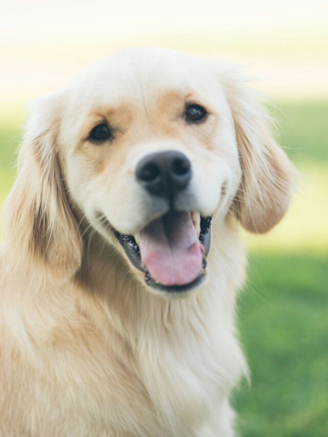 dog rolling behavior, dog rolling on gras, reasons dogs roll in grass, dog rolling on the ground, why do dogs roll on the ground, dog rolling on back, dog rolling on side, dog rolling in dirt,