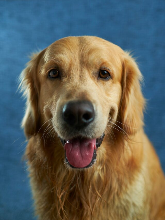 Dog rolling, scent marking, territorial marking, itch relief, self-care, cooling off, sensory pleasure, rolling behaviour, excessive rolling, canine quirks, human-canine bond, canine nature, continuous learning,