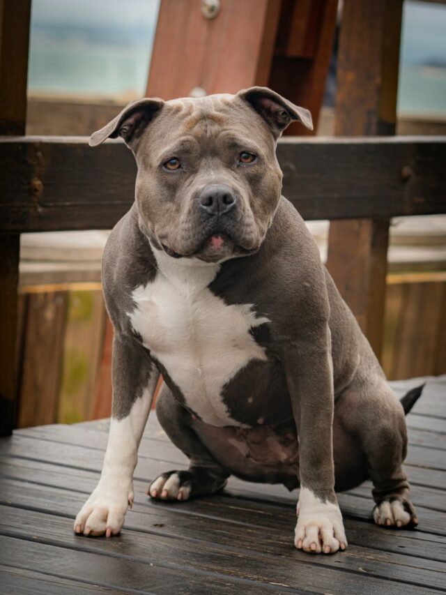 types of pit bulls, pit bull breeds, pit bull breed list, bully breeds, bully type dogs, pitbull breeds