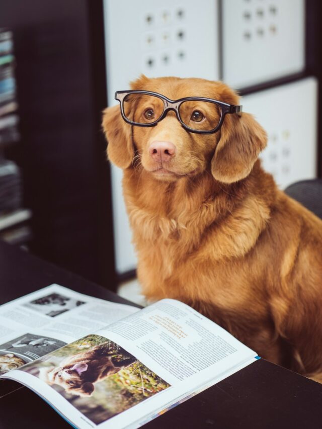 Dog intelligence, Smart dogs, Canine IQ tests, Intelligent dog breeds, Dog brainpower, Smartest dog breeds, Canine cognition, Dog intelligence facts, Genius dogs, Dog brain games