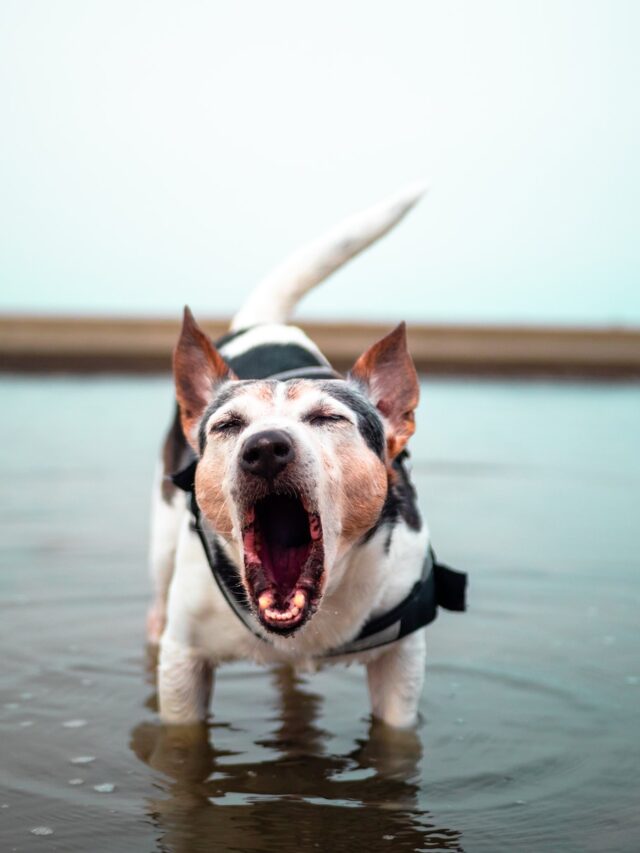 dogs barking at other dogs, dog barks at dogs, dog reactive to other dogs, dog barks on leash, dog barks on walk