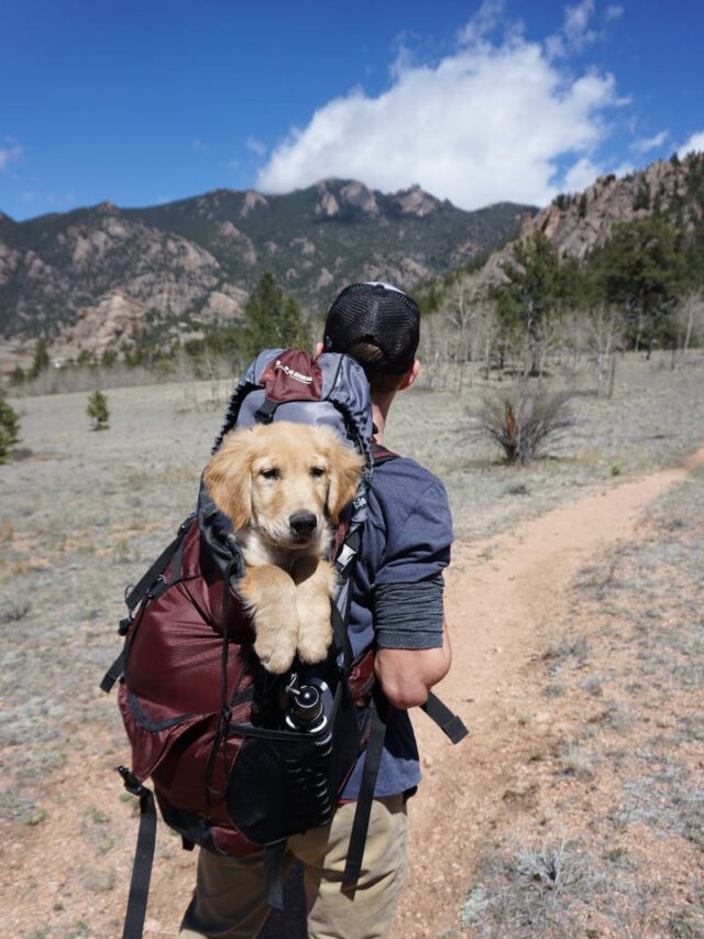 traveling with dogs, dog travel gear, vacation with pet, travel with pet tips, travel pet safety, flying with dogs, dog travel health ,