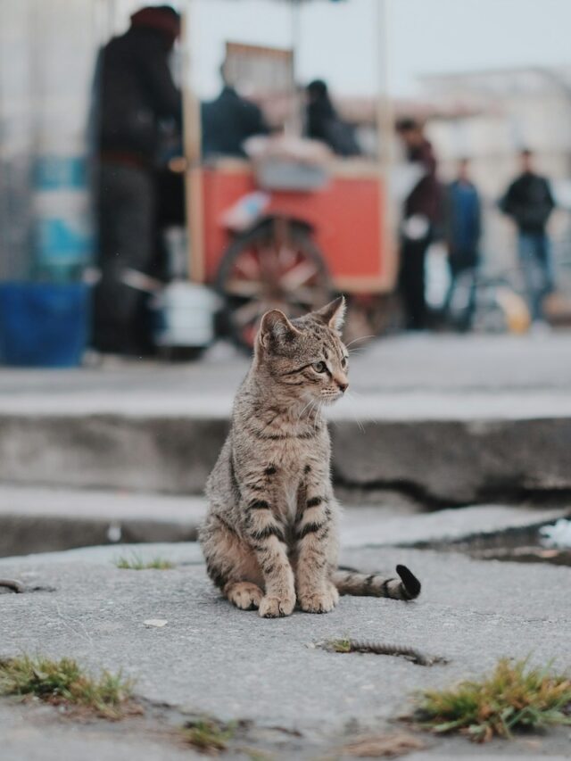 cat behavior, bunting meaning, communication, affectionate bond, ownership, comfort, social connection, stress relief, responding to bunting,