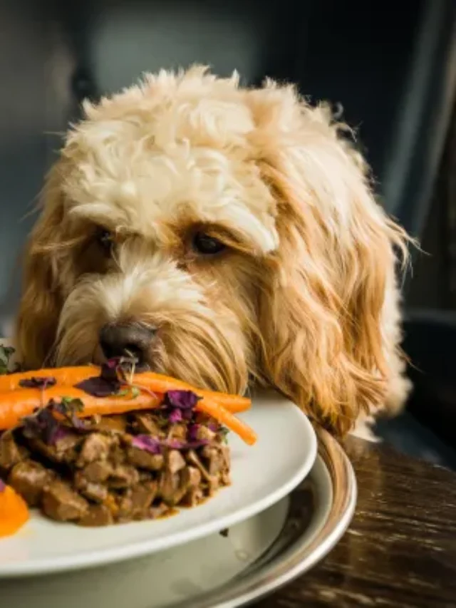 dog dining etiquette, dog mealtime training, stop dog begging, prevent dog stealing food, dog dining manners, dog mealtime rules