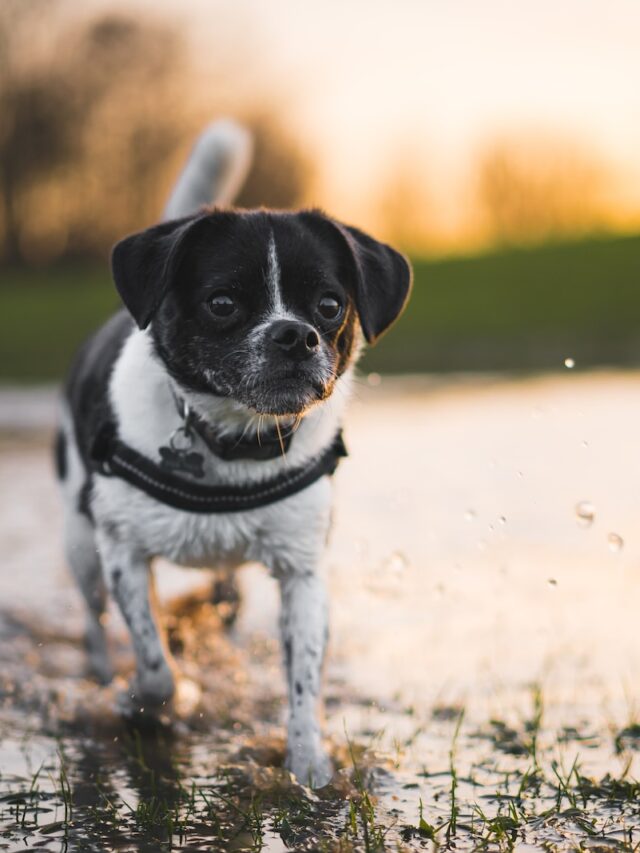 dog pee training tips, how to hydrate dogs properly, creating a consistent potty schedule, natural remedies for dog pee odor, building physical barriers for garden protection, using treats to designate pee spots, providing enrichment activities for dogs,