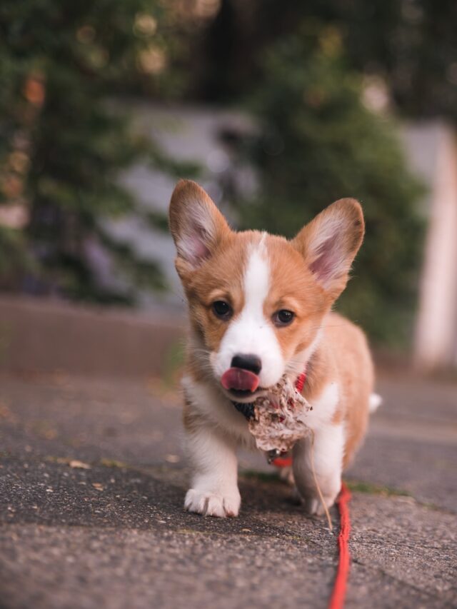 dog breeds with pointy ears, dogs with pointy ears, corgi, norwegian lundehund, pharaoh hound, czechoslovakian vlčak, finish spitz, samoyed, icelandic sheepdog