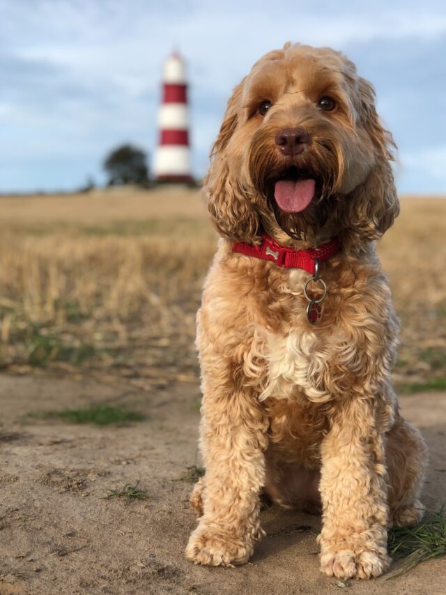 Norwich Terrier, Lively Dogs, Intelligent Breeds, Adaptable Pets, Affectionate Companions, Brave Terriers, Low Maintenance Dogs, Norwich Terrier Care, Dog Health Tips,