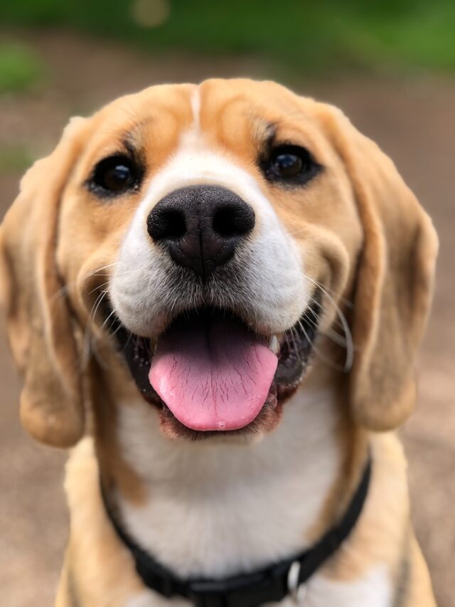 beagle facts, beagle personality, beagle history, beagle scent dogs, beagle talents, beagle active, beagle life span