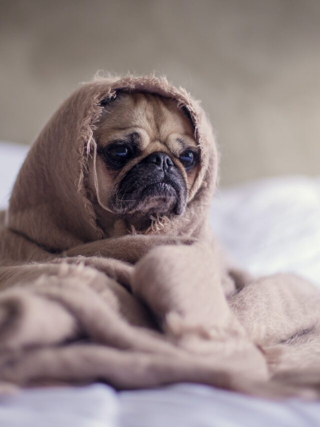 dog afraid of outside, dog scared to go outside, dog won't go outside, dog fearful outside, help dog afraid outdoors ,