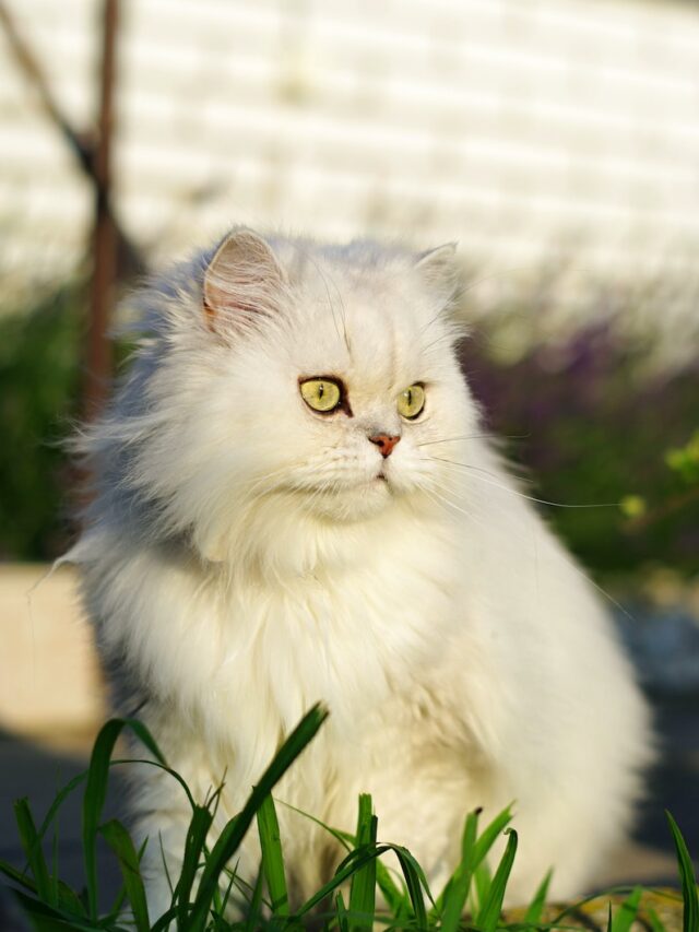 persian cat, angora cat, cat breeds, cat differences, persian vs angora,