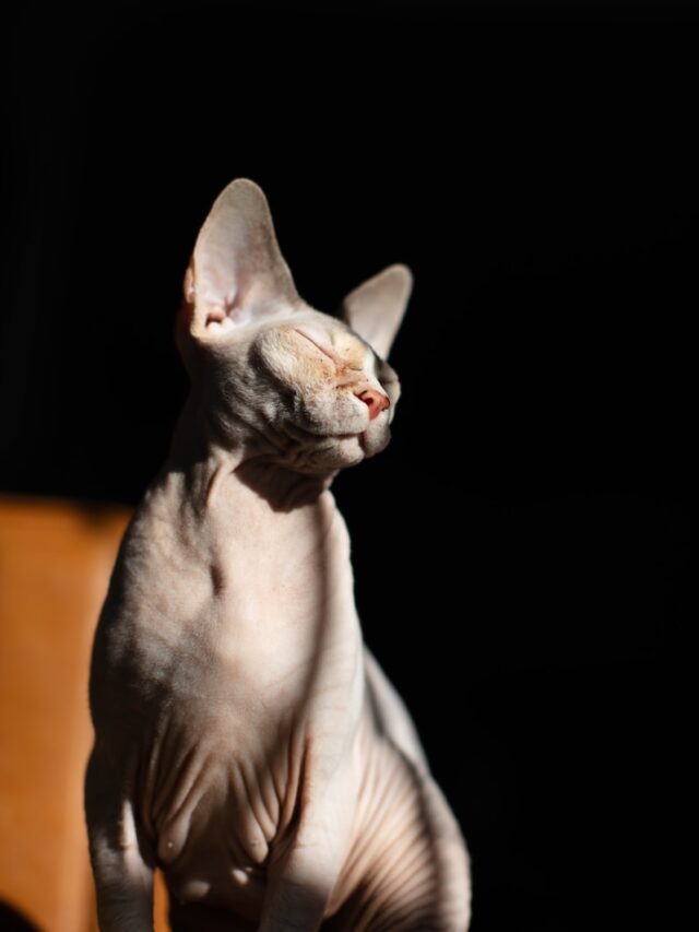 Sphynx cats, Cat breeds, Unique pets, Hairless cats, Cat care, Playful felines, Pet health, Pet adoption, Affectionate companions, Cat traits,