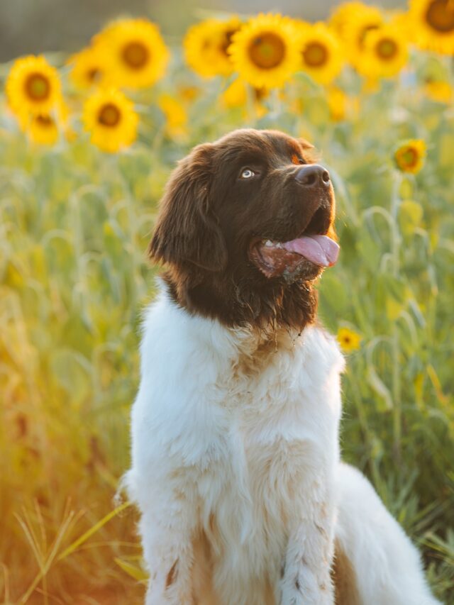 best swimming dogs, water dog breeds, dog swimming breeds, dogs that love water, dogs for swimming