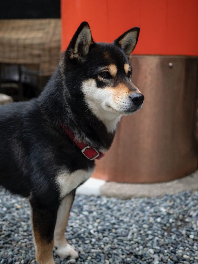 Shiba Inus, Shiba Inu facts, Dog breeds, Pet companions, Canine intelligence, Shiba Inu characteristics, Popular dogs, Unique dog traits, Dog enthusiasts, Pet ownership,