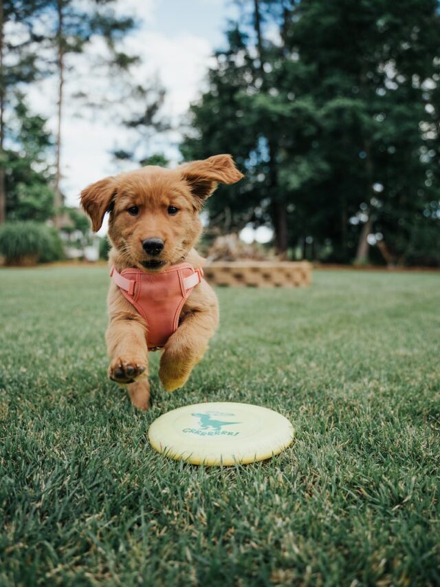 teaching dog to fetch, train dog to fetch, playing fetch with dog, how to teach fetch, dog fetch training