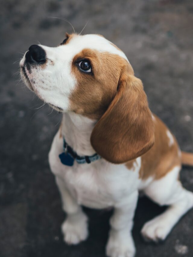 beagle facts, beagle information, beagle dogs 101, beagle description, beagle personality, beagle size, beagle care