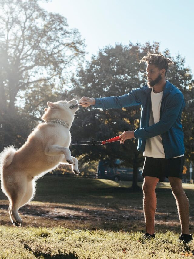 high energy dog, hyper dog, calm dog, relax dog, energetic dog, excited dog, calm a dog, tiring a dog,