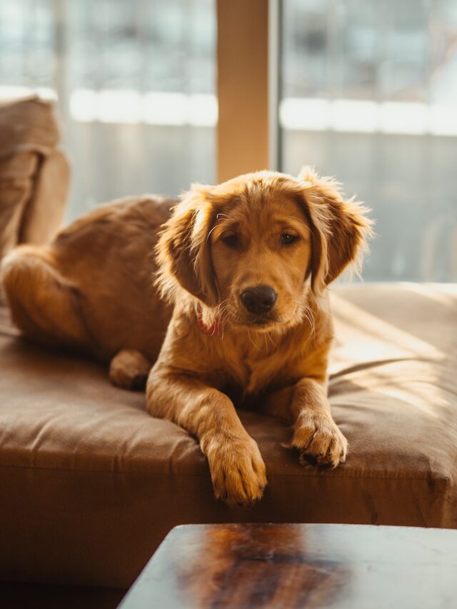 Golden Retriever, Border Collie, German Shepherd, Poodle, Labrador Retriever, Doberman, Sheltie, loyal companions, canine intelligence, obedient dogs,