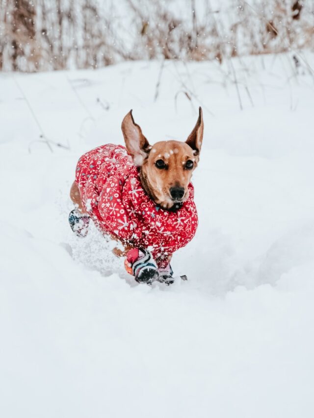 dog coats winter, dog winter jacket, winter coat dogs need, dog breeds need coats, old dogs need coats, short hair dogs coats, dog coat size guide ,