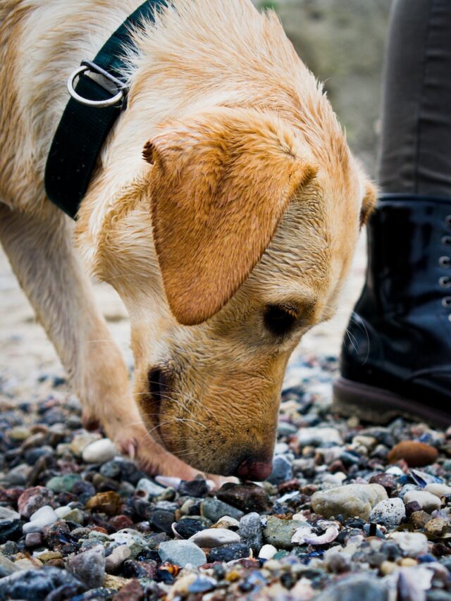 dog odor, dog smell, smelly dog, stinky dog, dog health, dog care, dog cleaning, dog grooming