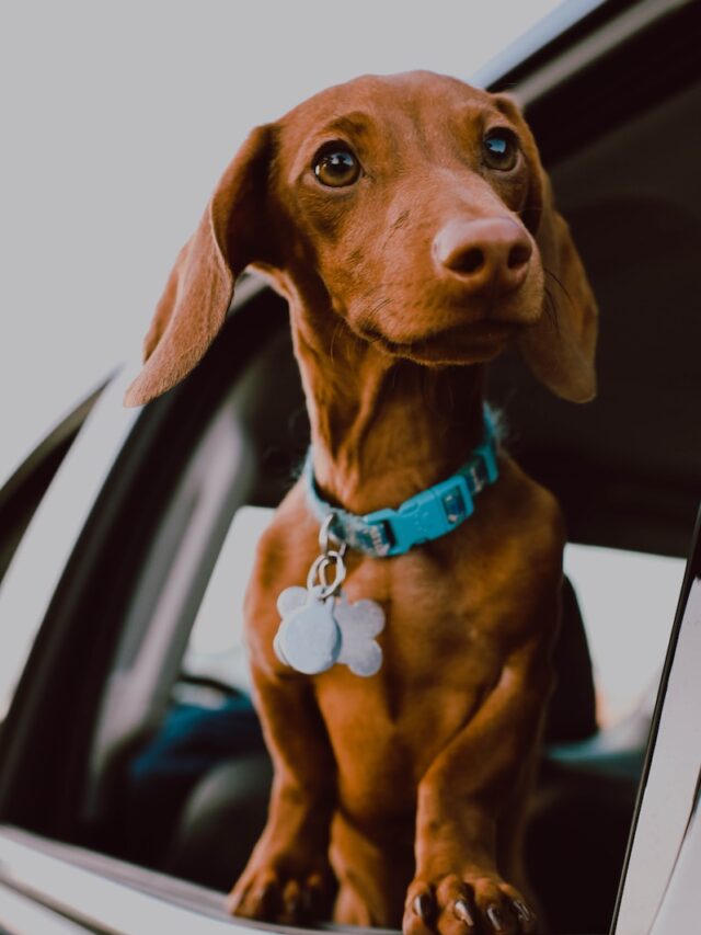 dachshund, dachshund dog, dachshund puppy, dachshund breed, dachshund care, dachshund questions, questions before getting dachshund.