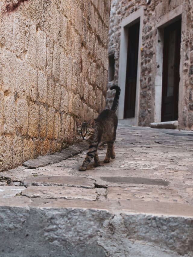 cat follows me everywhere, cat follows me, cat follows me room to room, cat follows owner, cat trails owner