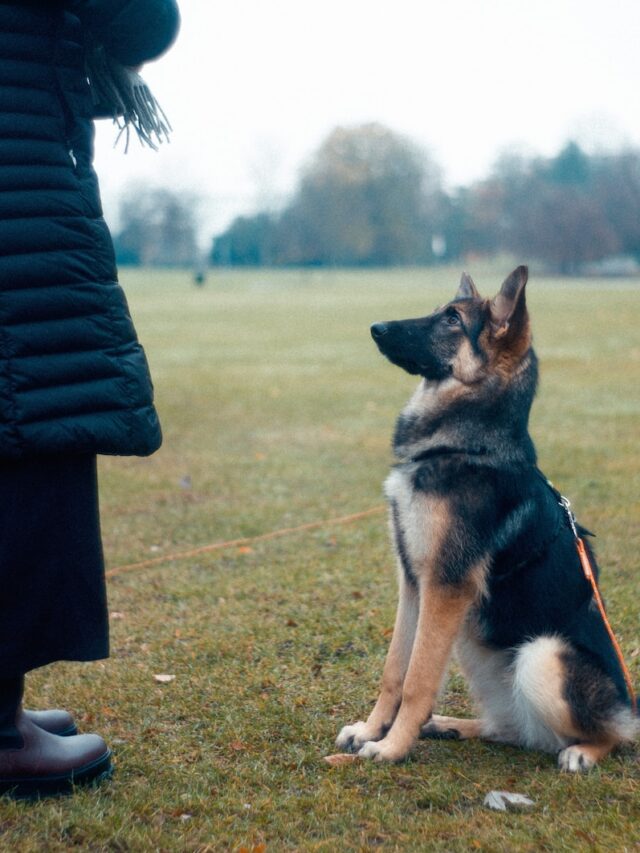 teaching dog to lie down, lie down command, dog training lie down, how to train lie down dog, train dog lie down cue,