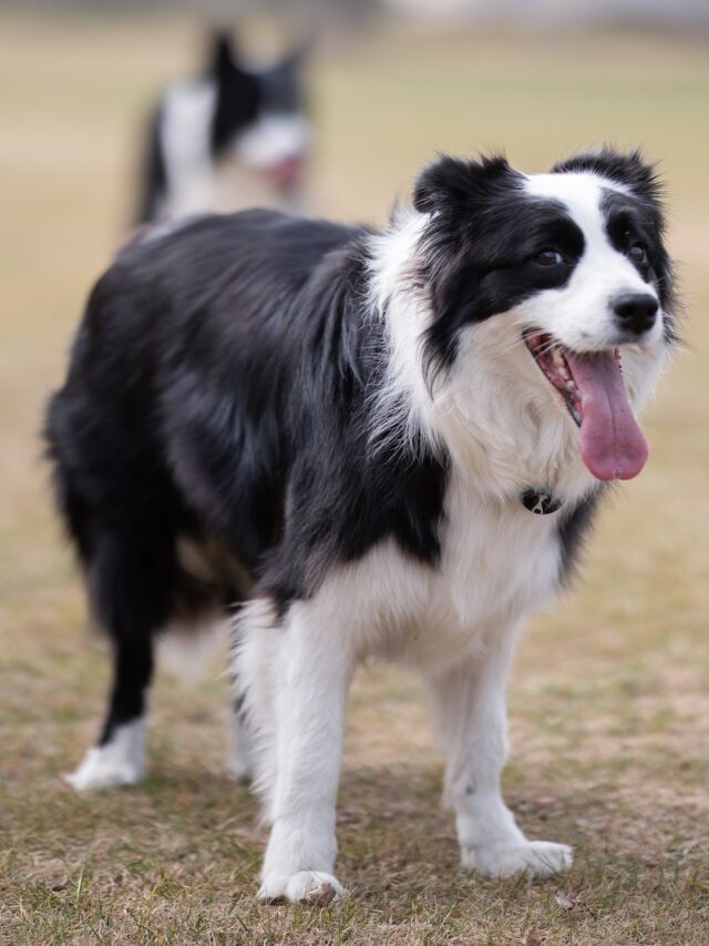 tricolor dogs, tri color dogs, black white brown dogs, tricolor dog breeds, tri-color dog names, tri color puppies