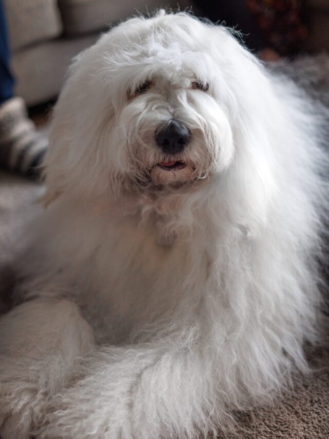 fluffy dogs, fluffy dog breeds, big fluffy dogs, large fluffy dogs, giant fluffy dogs