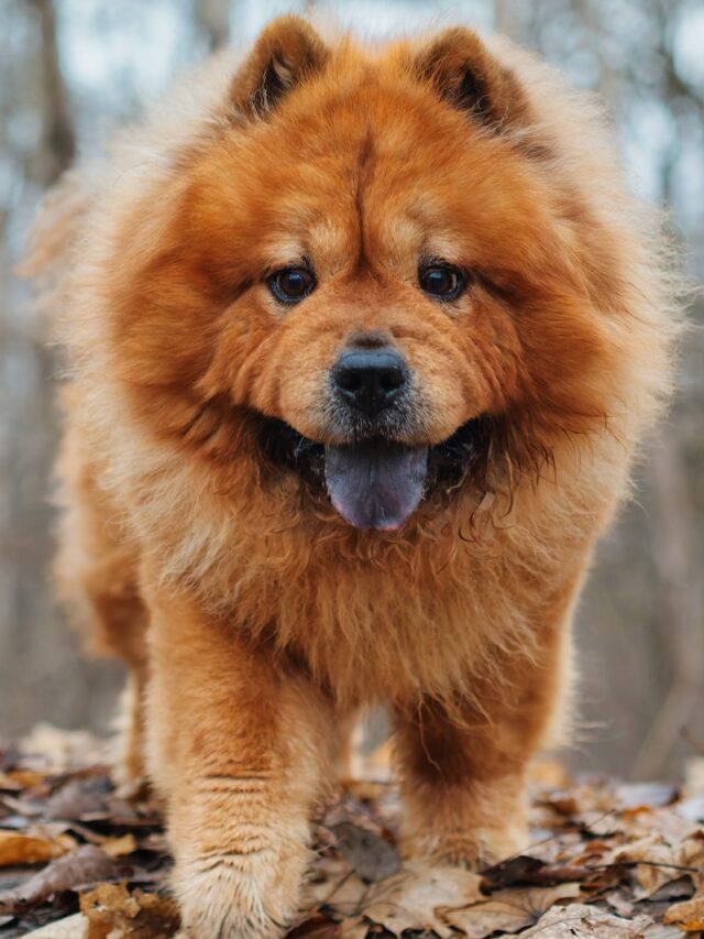 Dog breeds, bears, Chow Chow, Tibetan Mastiff, Keeshond, Samoyed, Eurasier, Newfoundland, Pomeranian, fluffy companions, family pets,