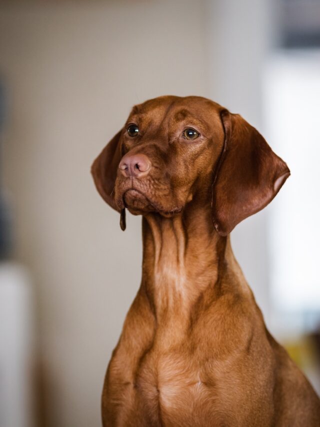 Popular brown dog breeds, Labradors, Dachshunds, Boxers, Cocker Spaniels, Chesapeake Bay Retrievers, Vizslas, Shiba Inus,